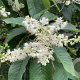 Clethra barbinervis 80-100 cm 14L