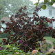 Corylus a. Purple Umbrella 120 cm stam cont. 55L extra