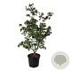 Cornus k. 'China Girl' 150-175 cm cont. 55L extra