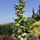 Cornus k. Flower Tower 150-175 cm 30L extra