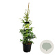 Cryptomeria j. 'Kyara Gold' 225-250 cm cont. 55L extra