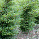 Fagus syl. 'Mercedes' 60 cm stam 15L