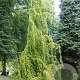Fagus syl. 'Rohan Green Weeping' 200-225 cm 30L extra