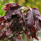 Fagus syl. 'Rohanii' 200-225 cm 30L extra