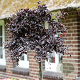 Fagus syl. 'Rohan Weeping' 60 cm stam 15L