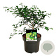 Ginkgo biloba 'Little Emperor' 50-60 cm 15L