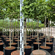 Ginkgo bil. 'Mariken' 80 cm stam 15L