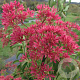 Heptacodium micon. Temple of Bloom 150-175 cm cont. 55L extra