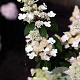 Hydrangea pan. Living Infinity 50-60 cm 14L