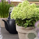 Hydrangea pan. Living Little Apple 50-60 cm 14L