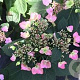 Hydrangea s. Magic Pillow 30-40 cm 6,5L
