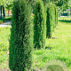 Juniperus comm. 'Compressa' 50-60 cm 6,5L