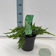 Juniperus conferta 'Schlager' 40-50 cm 6,5L