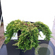 Juniperus h. 'Golden Carpet' 30-40 cm 6,5L