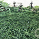 Juniperus h. 'Pancake' 30-40 cm 6,5L