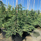 Juniperus pf. 'Blue Chiffon' 30-40 cm 6,5L