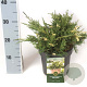 Juniperus pf. 'White Splash' 40-50 cm 6,5L