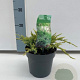 Juniperus squamata 'Holger' 40-50 cm 6,5L