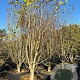 Magnolia kobus 300-350 cm cont. 500L solitair
