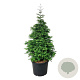 Metasequoia gl. 'Daw.Tawny Fleece' 80-100 cm cont. 55L extra