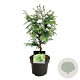 Metasequoia gl. 'Schirrm. Nordl.' 80-100 cm 30L extra