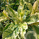 Photinia serratifolia Pink Crispy 80 cm stam 15L