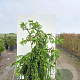 Picea abies 'Acrocona' 30-40 cm 6,5L