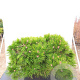 Pinus dens. 'Low Glow' 60 cm stam 15L kroon 40-50