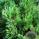 Pinus monticola 'Ammerland' 60-80 cm 15L