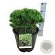 Pinus mugo 'Benjamin' 60 cm stam 15L kroon 25-30