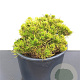 Pinus mugo 'Carsten's Wintergold' 25-30 cm 7,5L