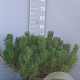 Pinus mugo mugo 50-60 cm 15L