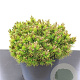 Pinus mugo 'Ophir' 40-50 cm 30L extra