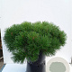 Pinus mugo 150-175 cm cont. 285L bonsai