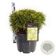 Pinus mugo 'Varella' 60 cm stam 15L kroon 30-40