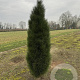 Pinus nigra 'Green Tower' 50-60 cm 15L