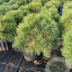 Pinus nigra 'Nana' 30-40 cm 15L