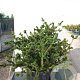 Picea pungens 'Lucky Strike' 125-150 cm cont. 230L solitair