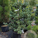 Pinus parv. 'Negishi' 60-80 cm 15L