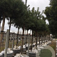 Pinus sylvestris 100 cm stam cont. 230L kroon 90-100