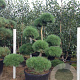 Pinus sylvestris 200-225 cm cont. 230L bonsai