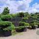 Pinus sylvestris 225-250 cm cont. 500L bonsai
