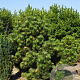Pinus thunbergii 'Thunderhead' 30-40 cm 6,5L