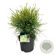 Platycladus or. 'Franky Boy' 40-50 cm 6,5L
