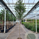 Prunus lusitanica 'Brenelia' 180 cm stam cont. 130L extra