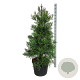 Sequoiadendron g. 'H. Mammoth Two' 100-125 cm cont. 55L extra