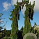 Sequoiadendron g. 'Pendulum' 125-150 cm 30L extra