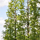 Sequoia s. 'Illa Martin' 200-225 cm cont. 55L extra