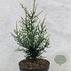 Sequoia sempervirens 'Lightning' 150-175 cm cont. 55L extra