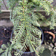 Sequoia sempervirens 'Silver Ghost' 200-225 cm cont. 55L extra